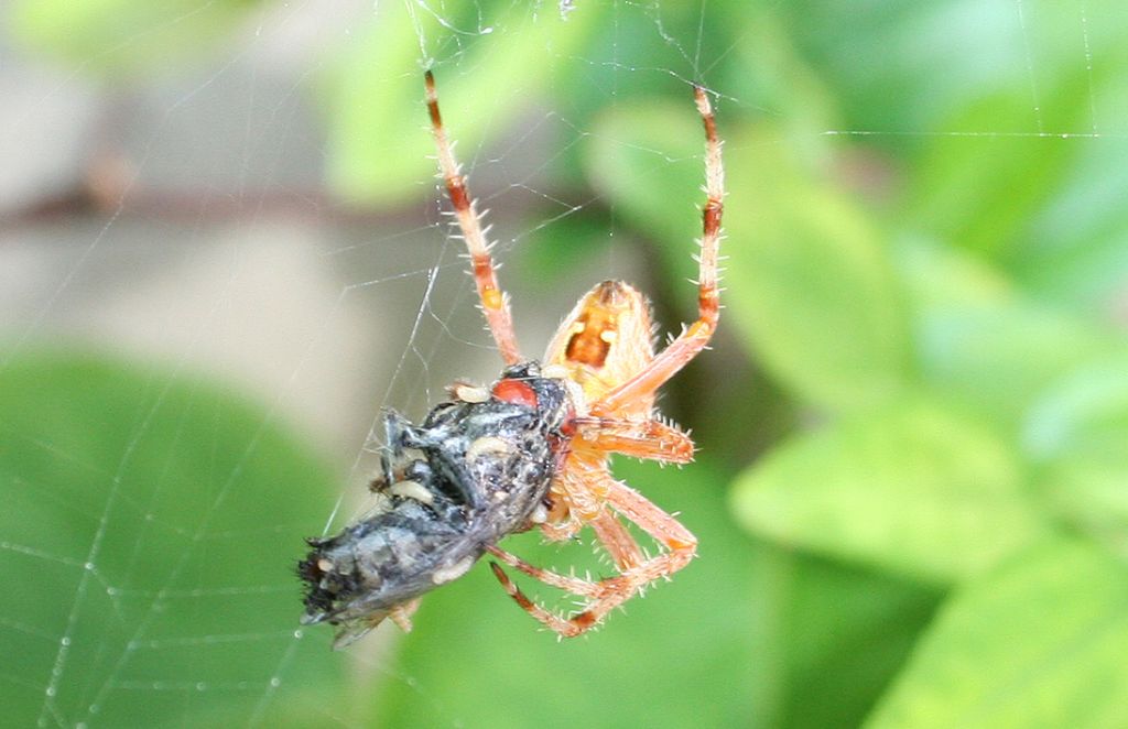 Araneus diadematus, vespa e veleno